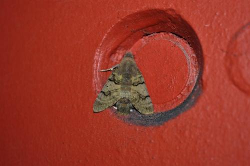 Macroglossum stellatarum